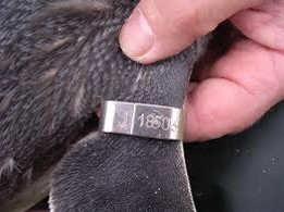 Picture of a penguin tag